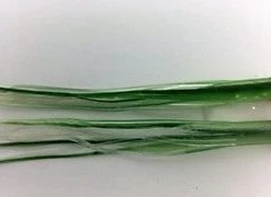 NORTH PACIFIC NEEDLE FISH C1CR