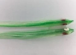 NORTH PACIFIC NEEDLE FISH G22