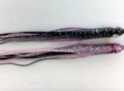 NORTH PACIFIC NEEDLE FISH G42W