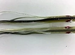 NORTH PACIFIC NEEDLE FISH G80