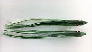 Hoochies NORTH PACIFIC NEEDLE FISH G81 1 Hoochies NORTH PACIFIC NEEDLE FISH G81