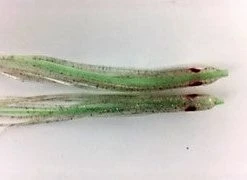 NORTH PACIFIC NEEDLE FISH LGM93