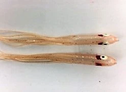 NORTH PACIFIC NEEDLE FISH M92