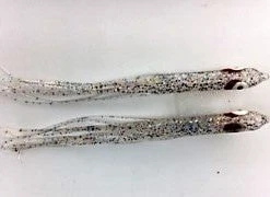 NORTH PACIFIC NEEDLE FISH M93 Hoochies