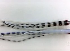 Hoochies NORTH PACIFIC NEEDLE FISH YS47OA